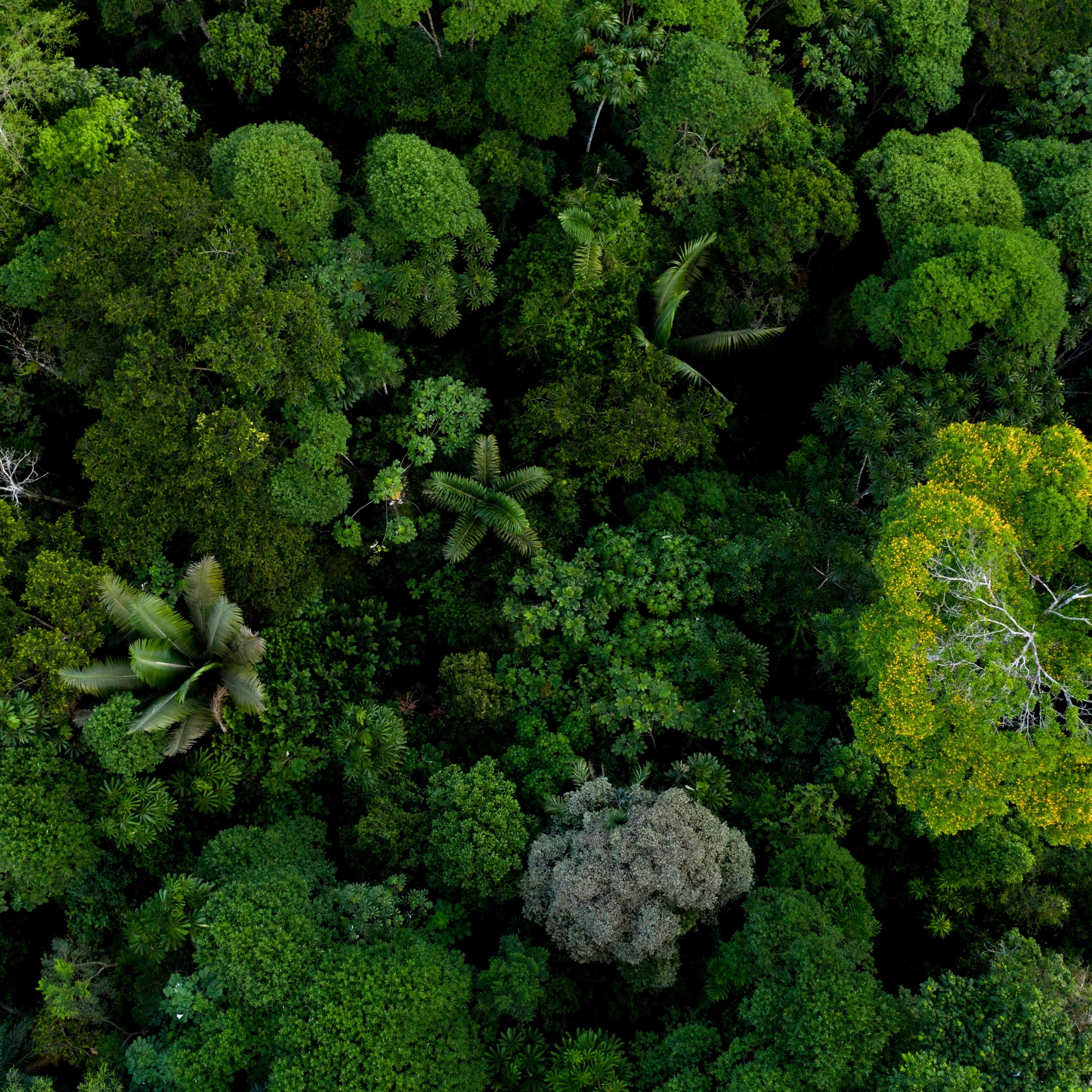 TropicalForest